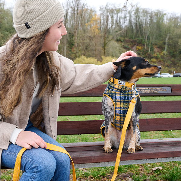 A girl petting a dog on a park bench.