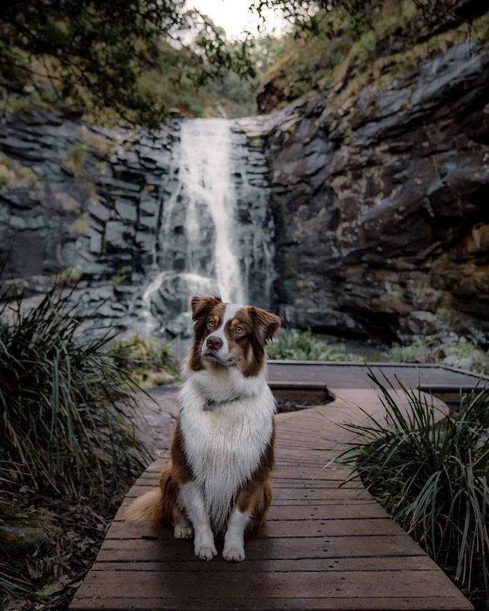 Sheoak Falls, Great Otway National Park, Best Waterfalls Melbourne