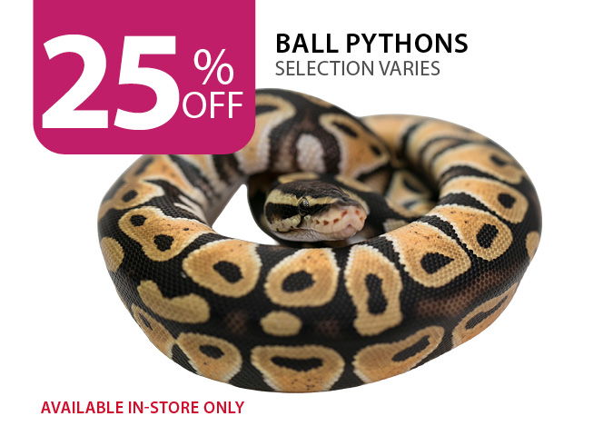 25% off Ball Pythons. Available in-store only