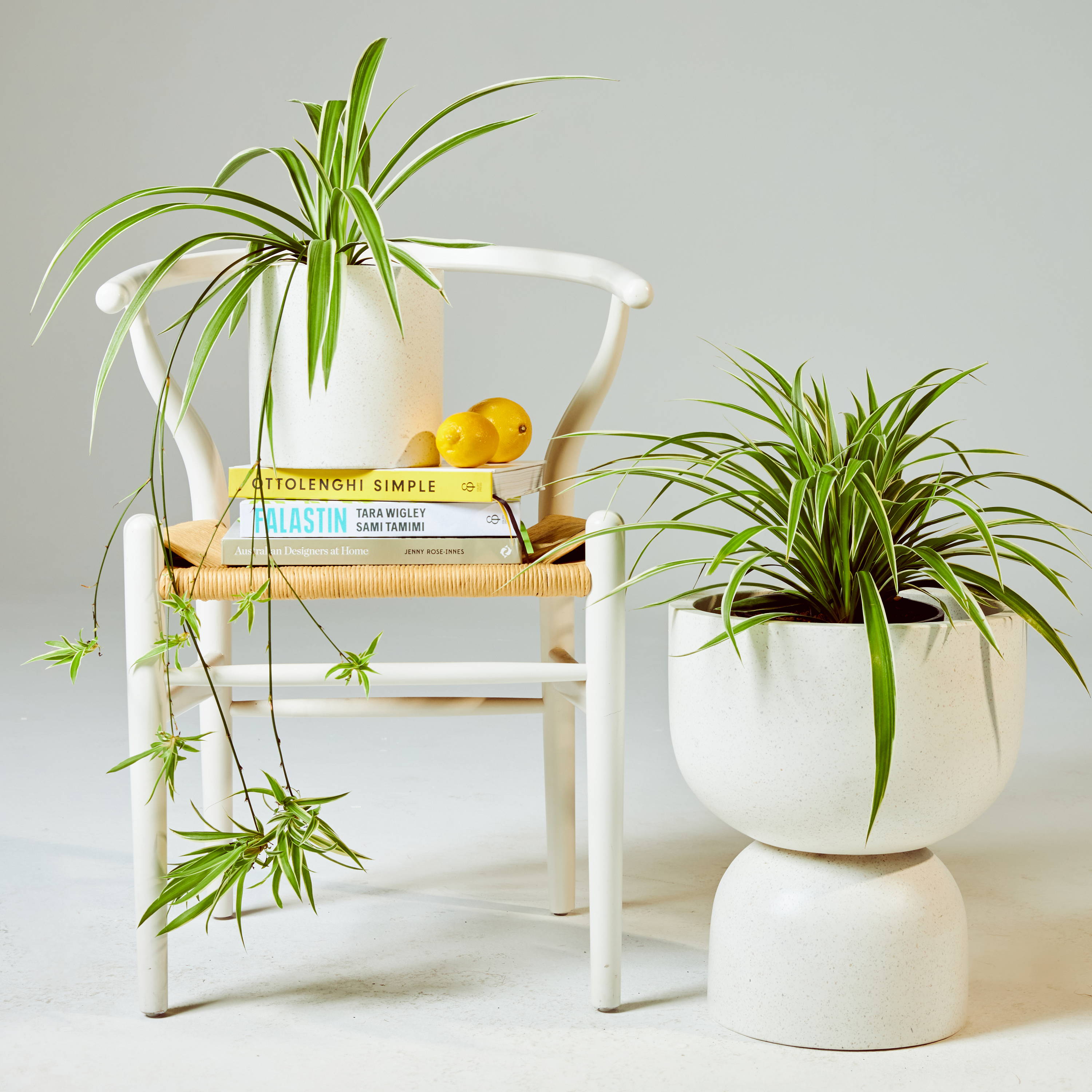 Spider Plants in Pierre Terrazzo White Pots at The Good Plant Co