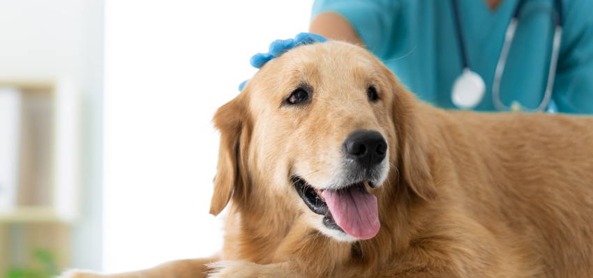  Image of a calm dog sitting, accompanied by a veterinarian.