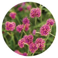 Photo highlight of Truffula™ Pink Globe Amaranth
