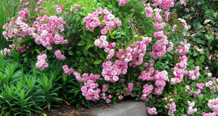All you need to know about ground-cover rose bushes