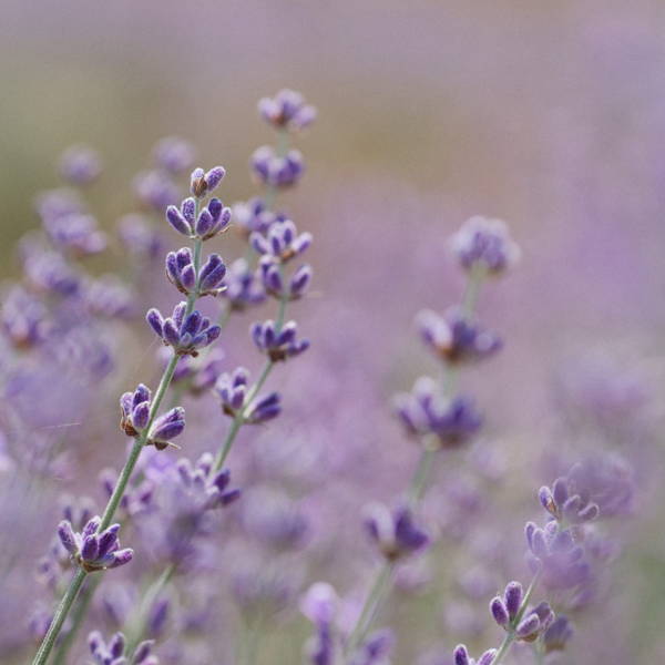 Boxhill lavender thrives in Mediterranean gardens.