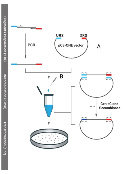Genomics
