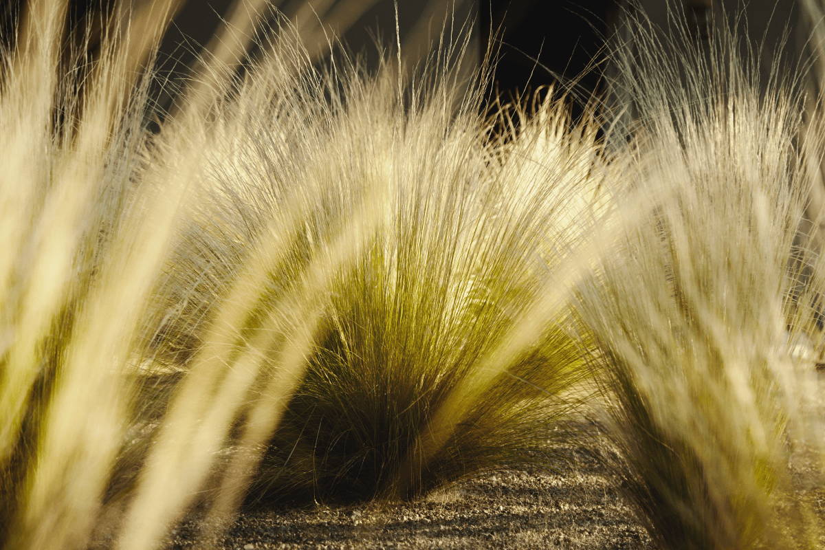 Sun shines through desert grass xeriscape.