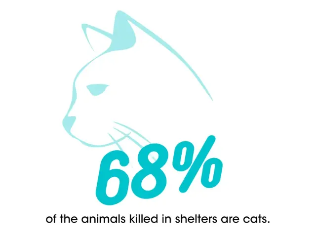 68% of the animals killed in shelters are cats.