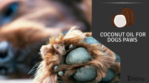 Coconut Oil for Dogs Paws