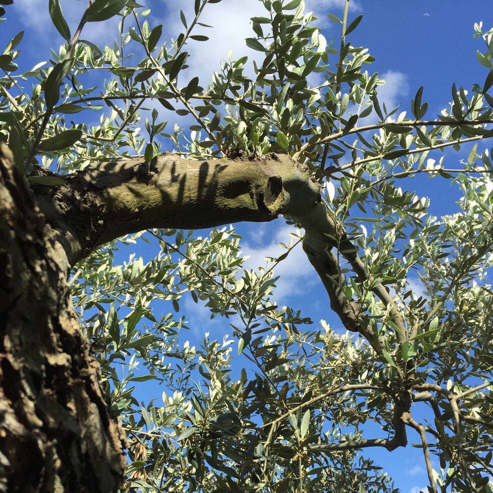 Close up image of an olive tree branch with blue sky