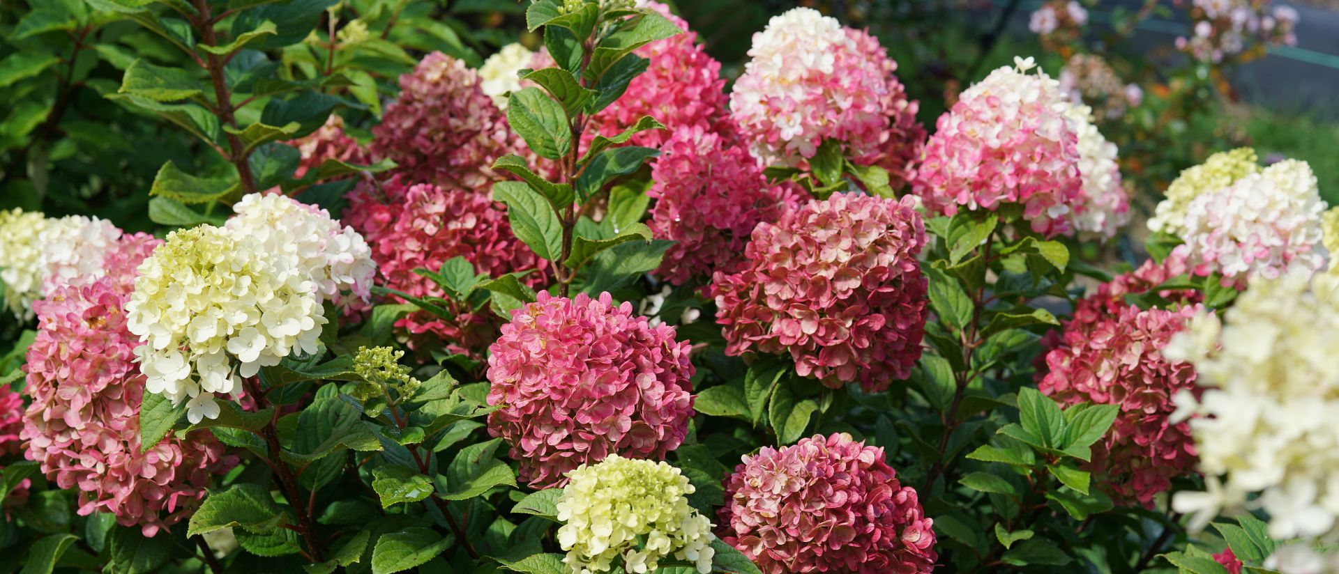 Phot of Little Lime Punch® Panicle Hydrangea