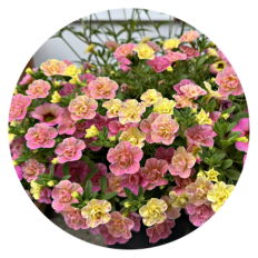 Pink and yellow superbells planted in a container together