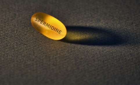 What is Spermidine