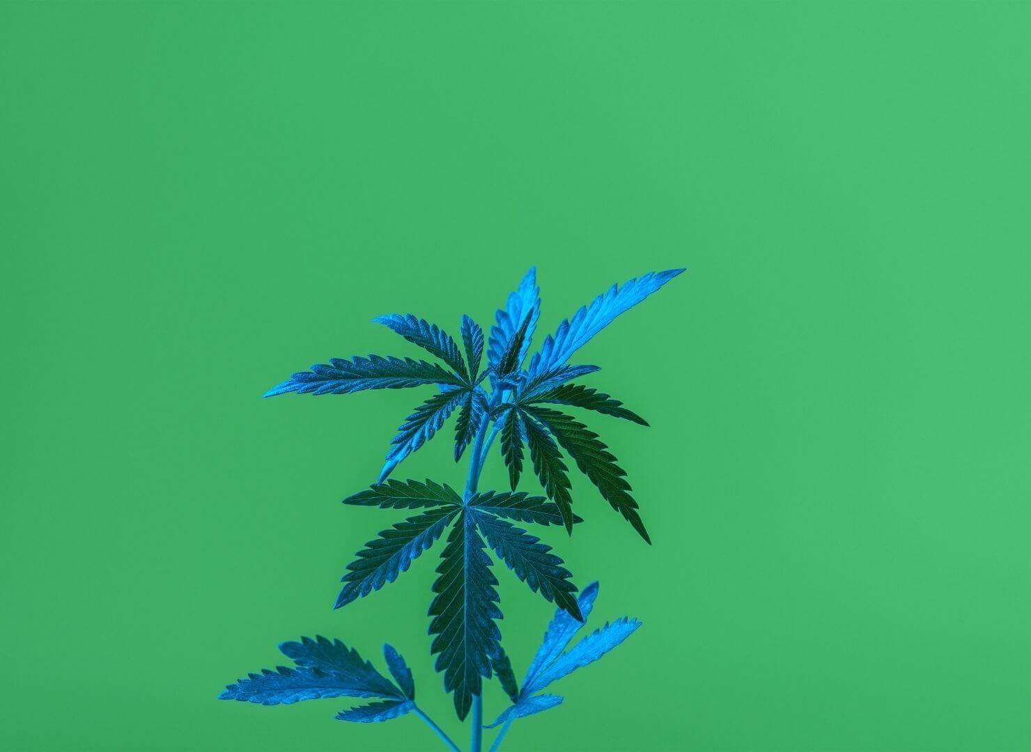 Cannabis plant-Can I Take Melatonin Twice in One Night?