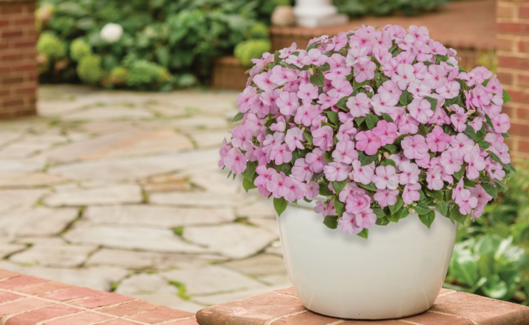 Planters in front of a house planted with Superbells® Tropical Sunrise, Stardiva® Pink, Graceful Grasses® Fireworks