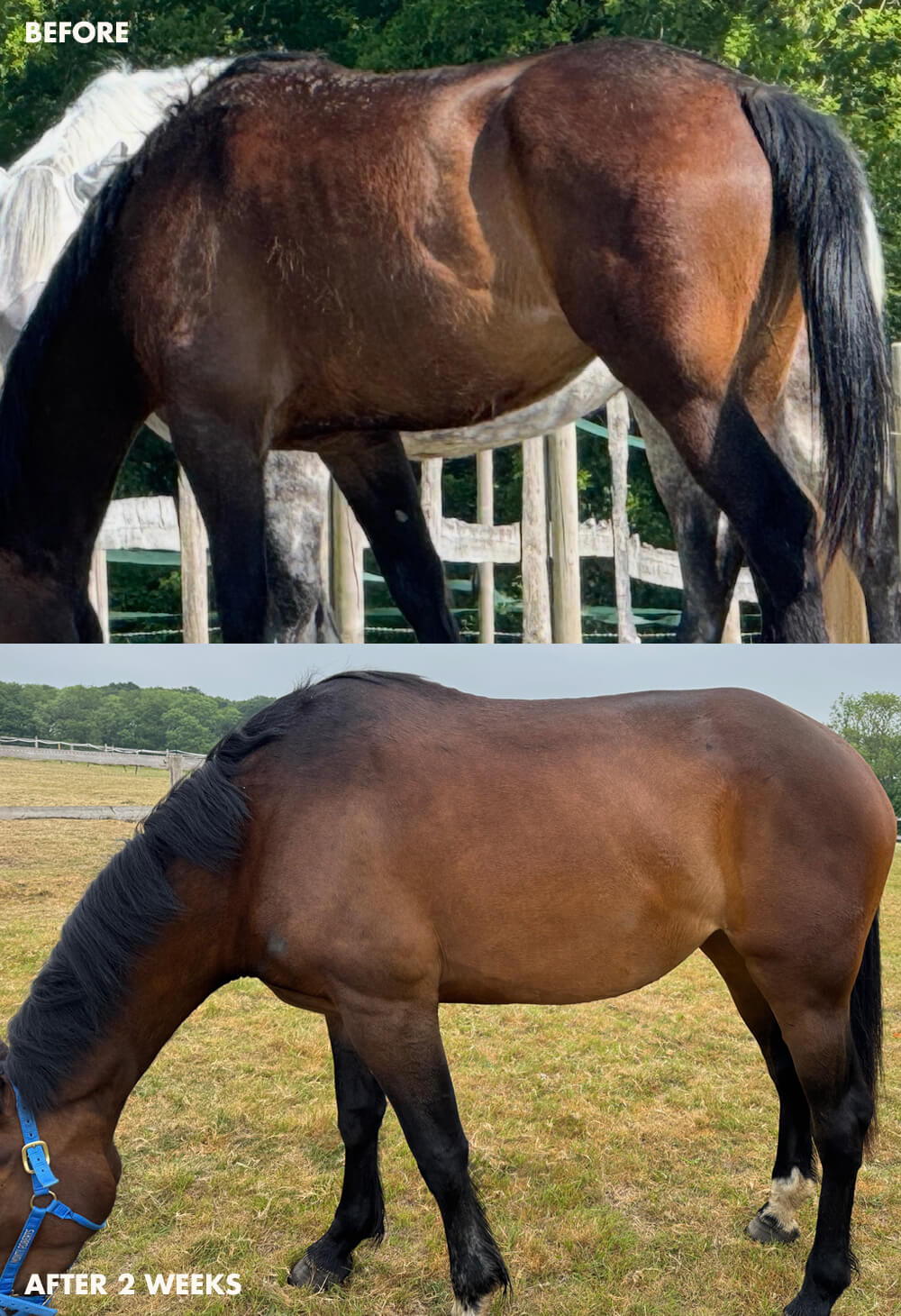 Before and after images of a horse's transformation over two weeks.