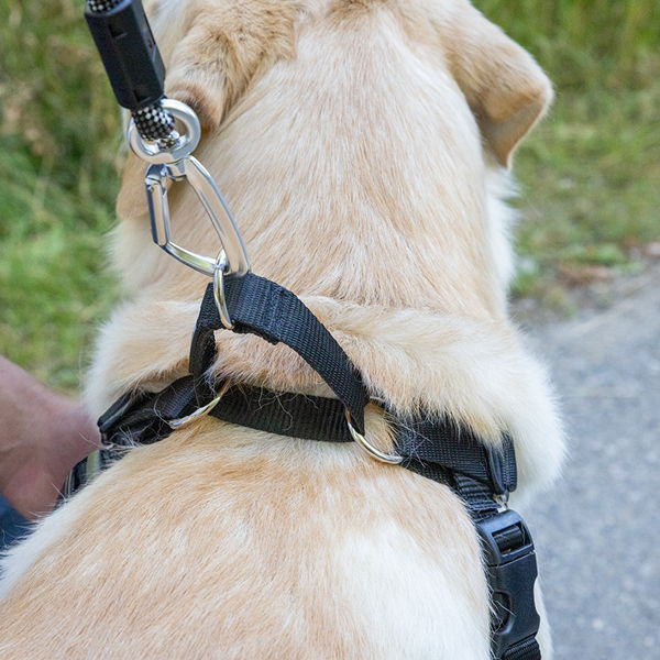A close-up of a dog wearing a harness and leash.