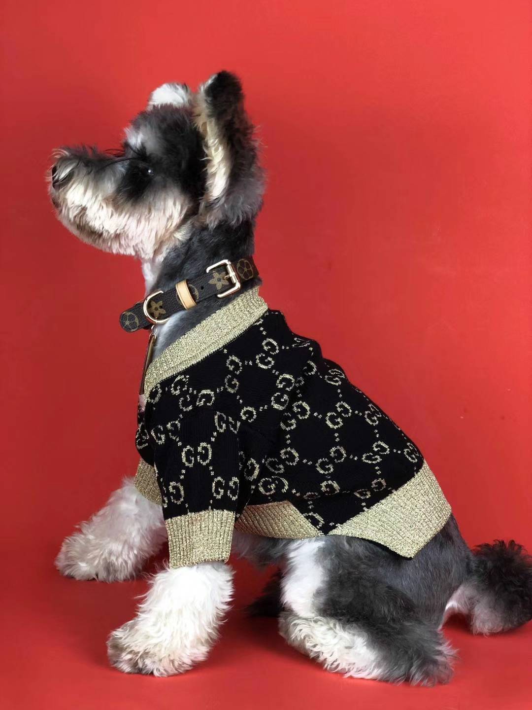 gucci dog outfits