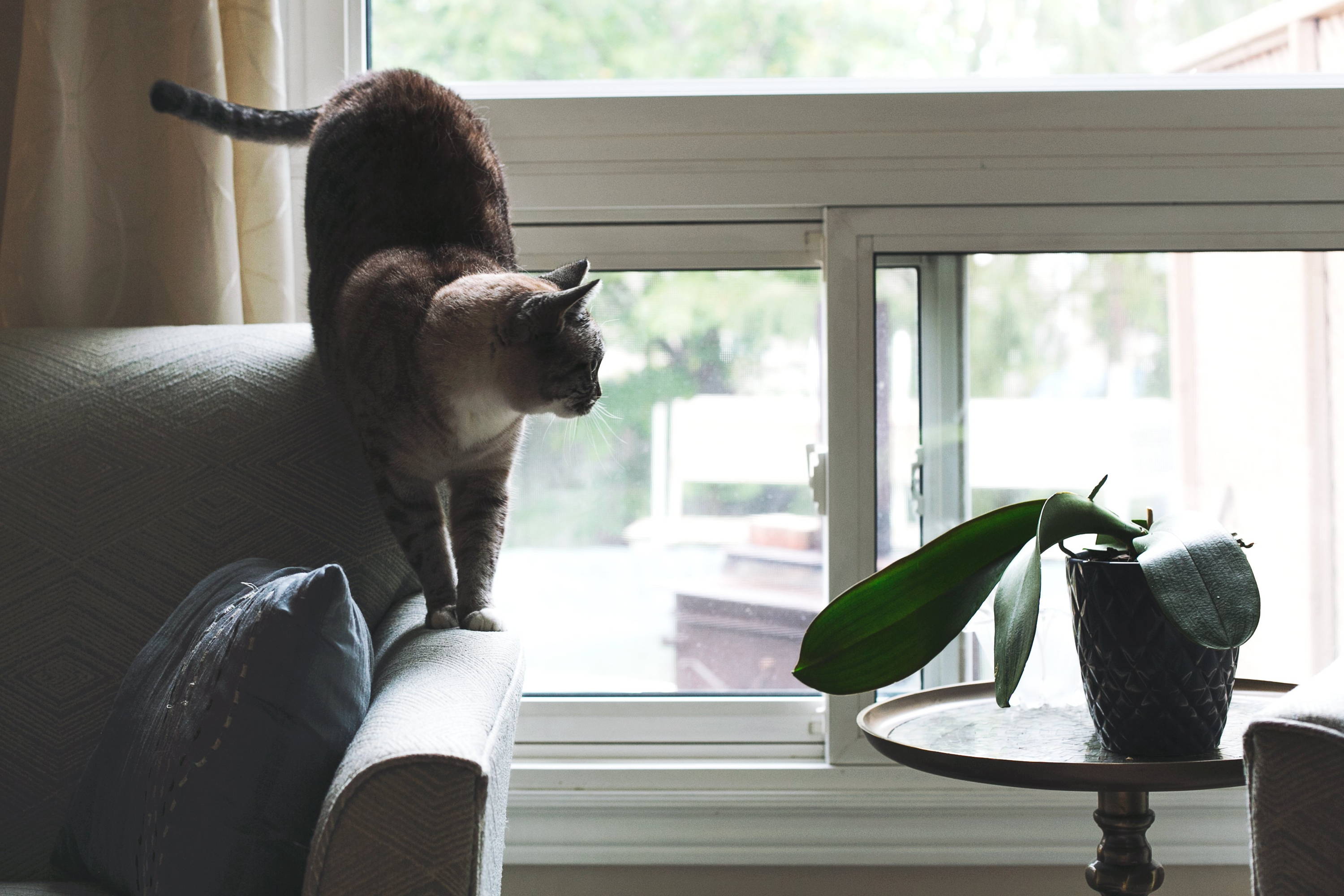 waterloo park pets. cat sitting and dog walking services uptown waterloo