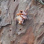 Bark Beetle