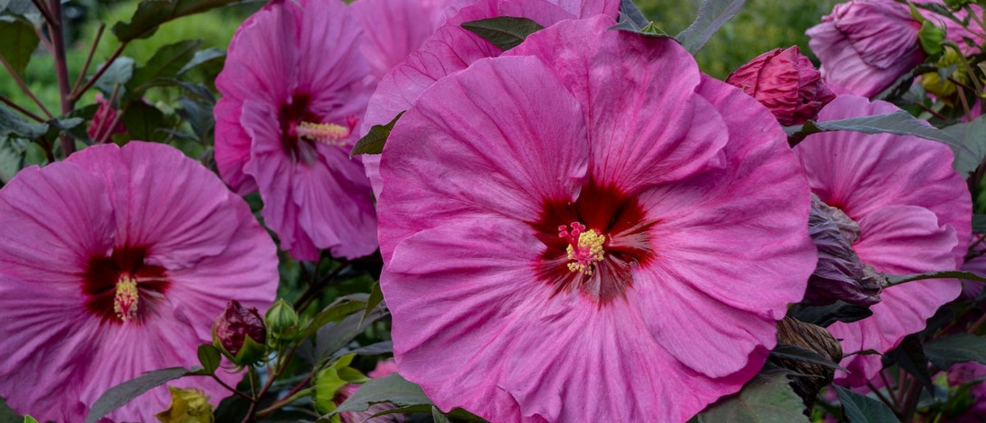 Photo of Summerific® Berry Awesome 