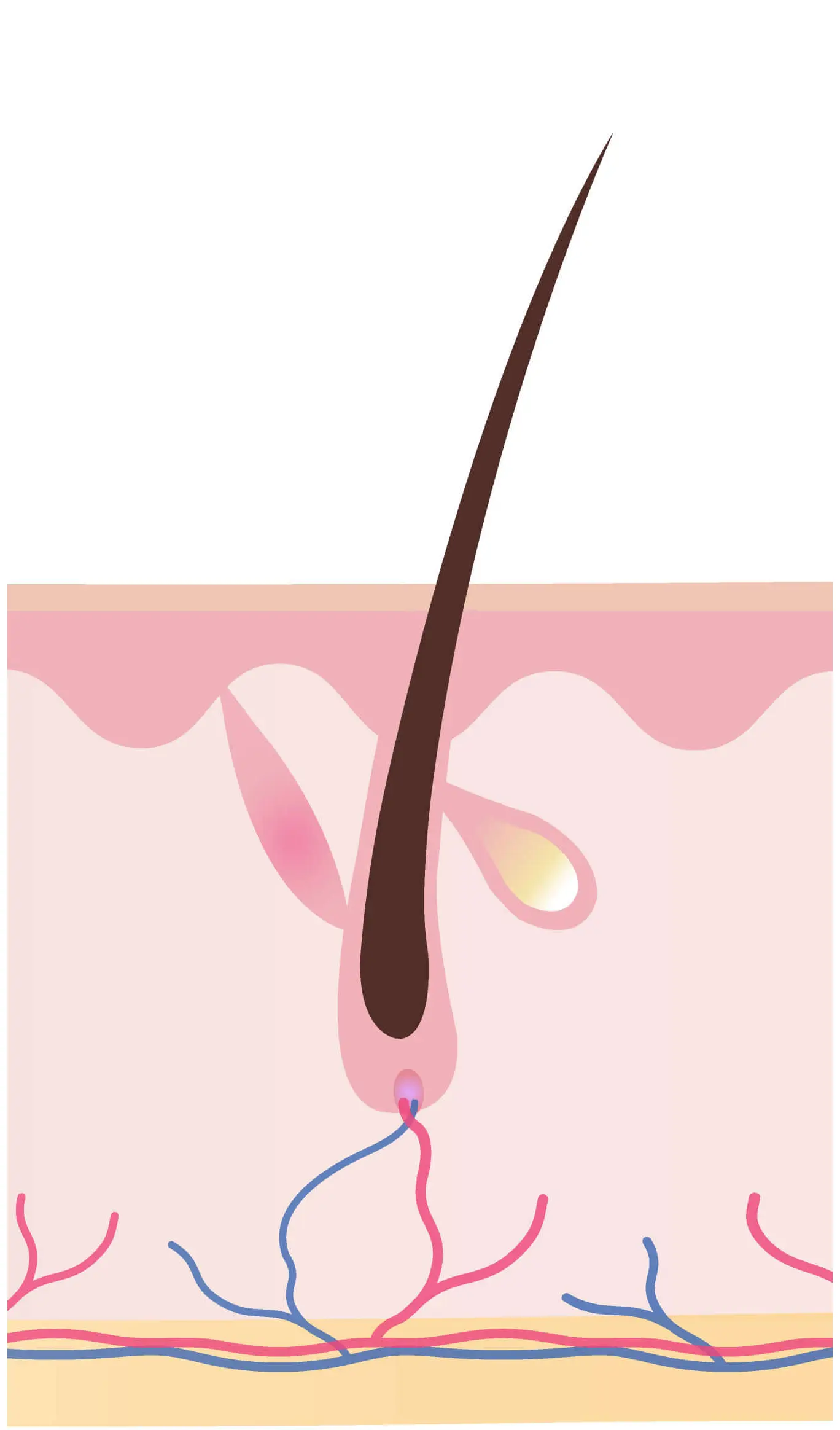 Catagen (Transition Phase)