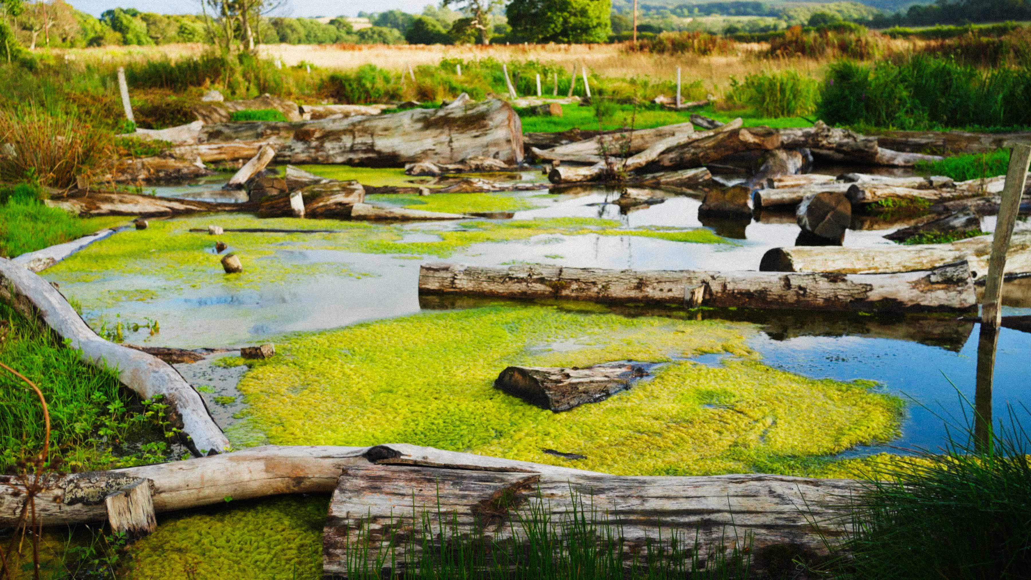 Wetland area with logs, water, and green algae vegetation.
