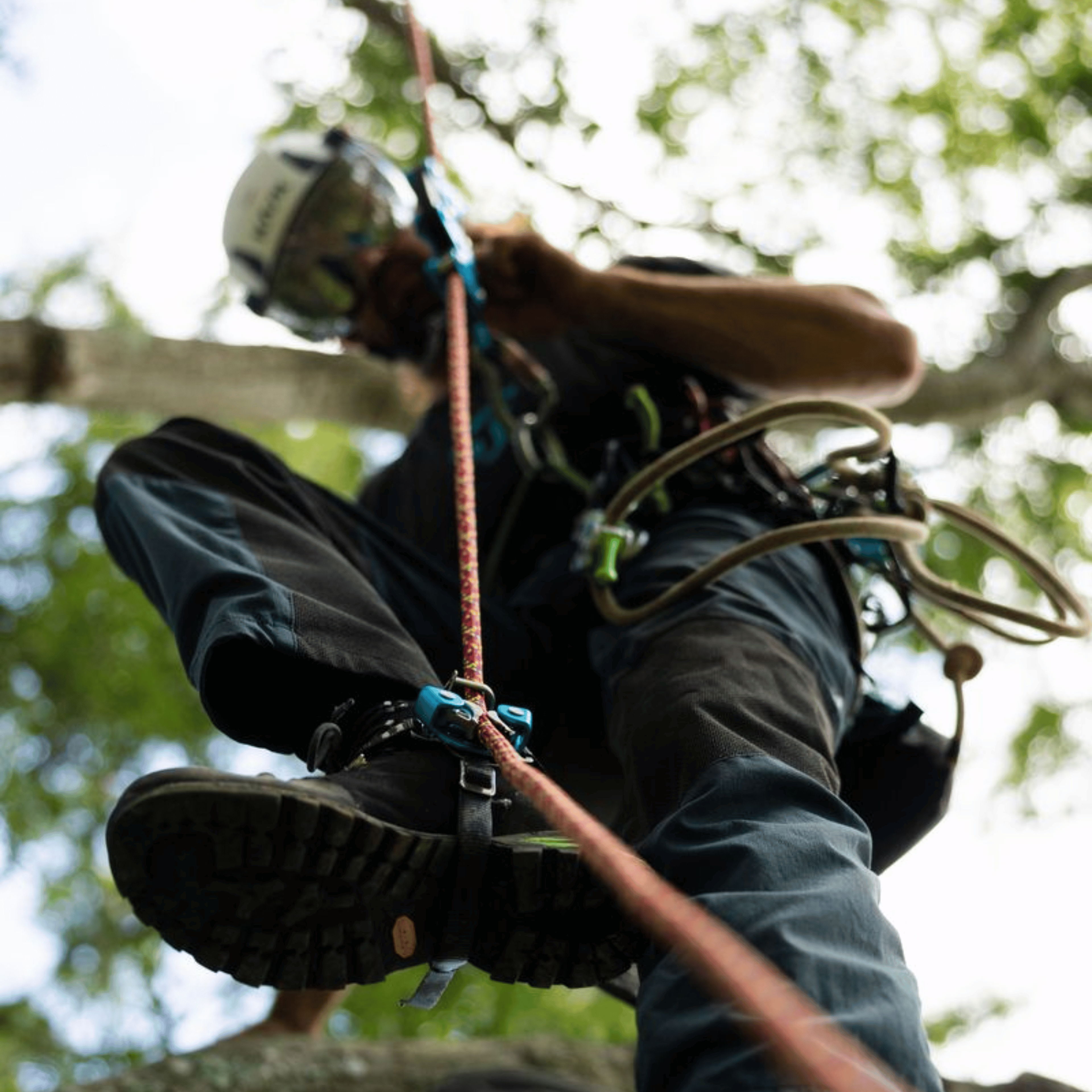 Person climbing a tree using ropes and harness, viewed from below.