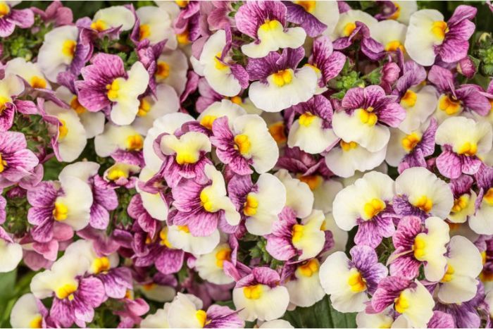 Photo of Aromance® Plum Honey Nemesia
