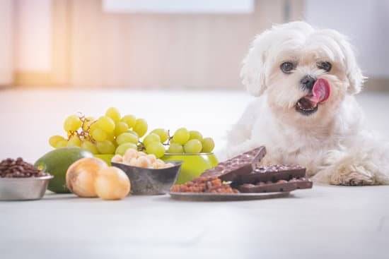 A small white dog licking his mouth as he sits next to grapes, chocolate bars, an avocado and other smaller foods.