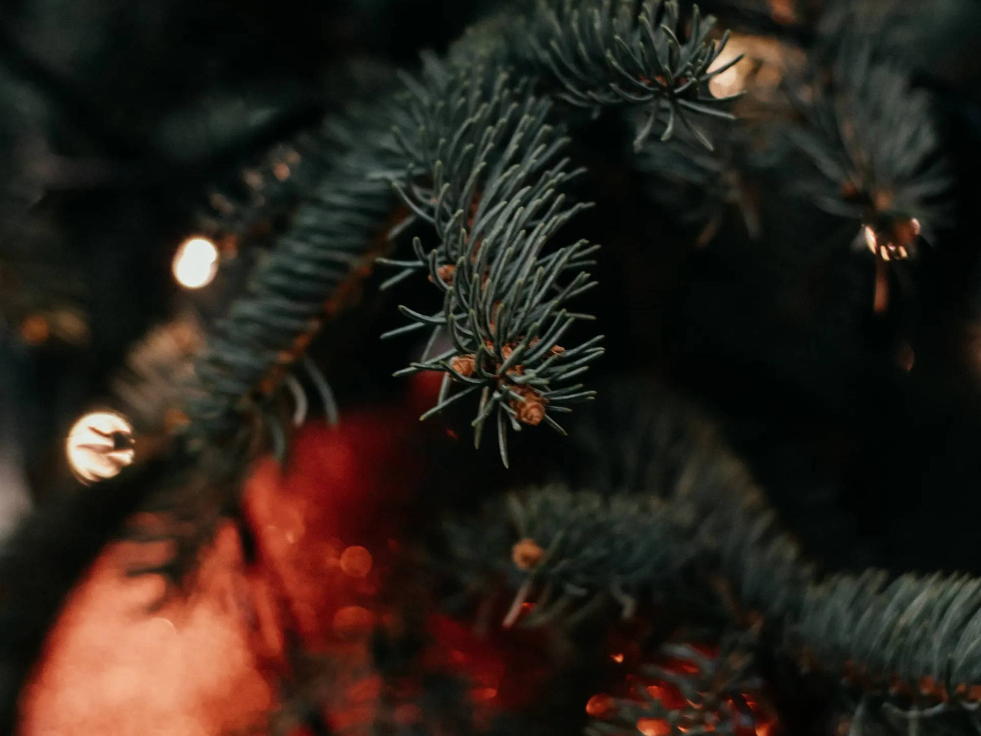 Close-up of an ornament in a Christmas tree
