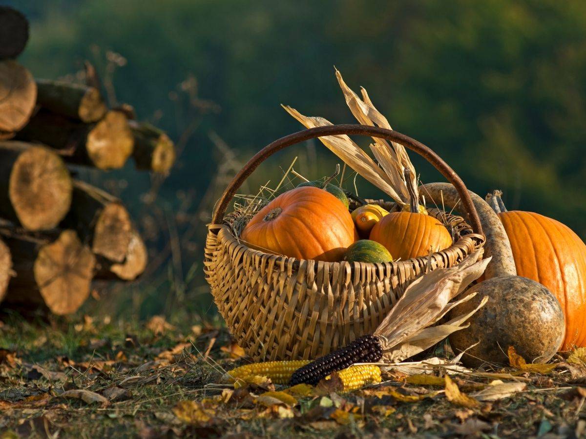 Halloween pumpkin and corn