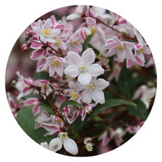 Up close photo of Yuki Kabuki® Deutzia
