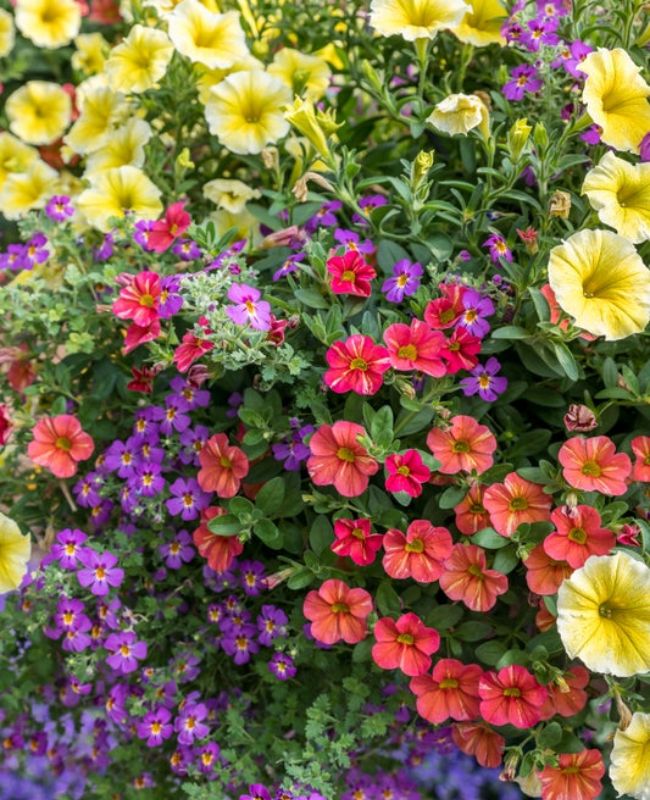 Proven Winners garden full of colorful Supertunias, Superbenas, and Superbells
