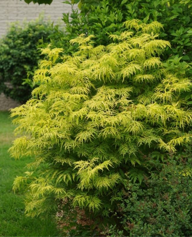 Photo of Lemony Lace® Elderberry