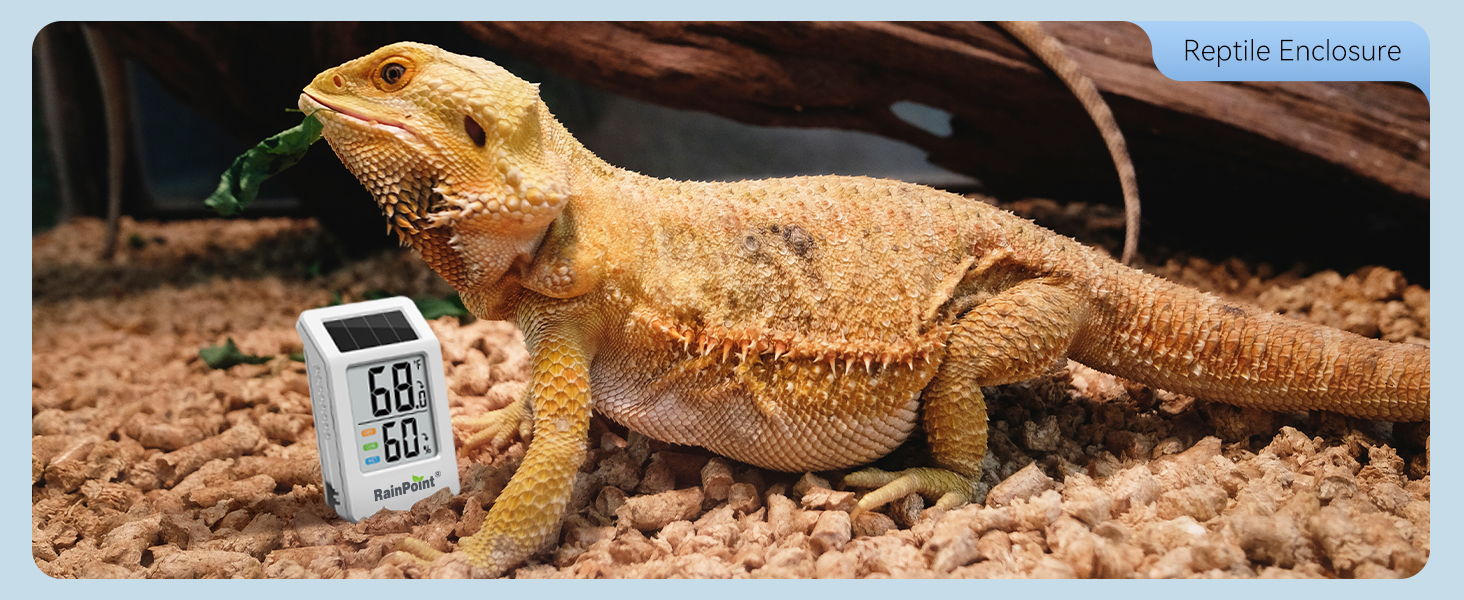 A bearded dragon next to a digital thermometer on substrate.