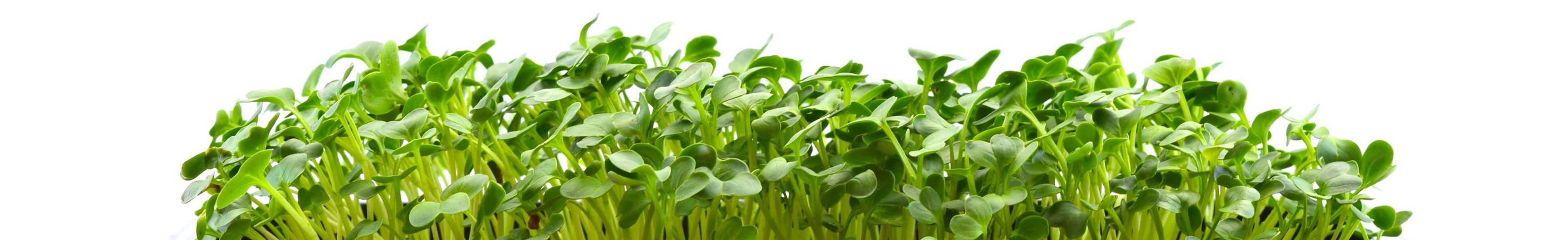 Fully grown microgreens