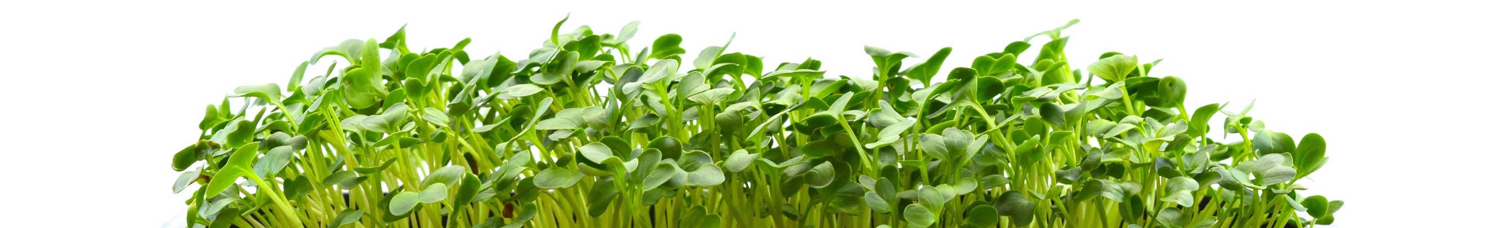 Fully grown live superfoods