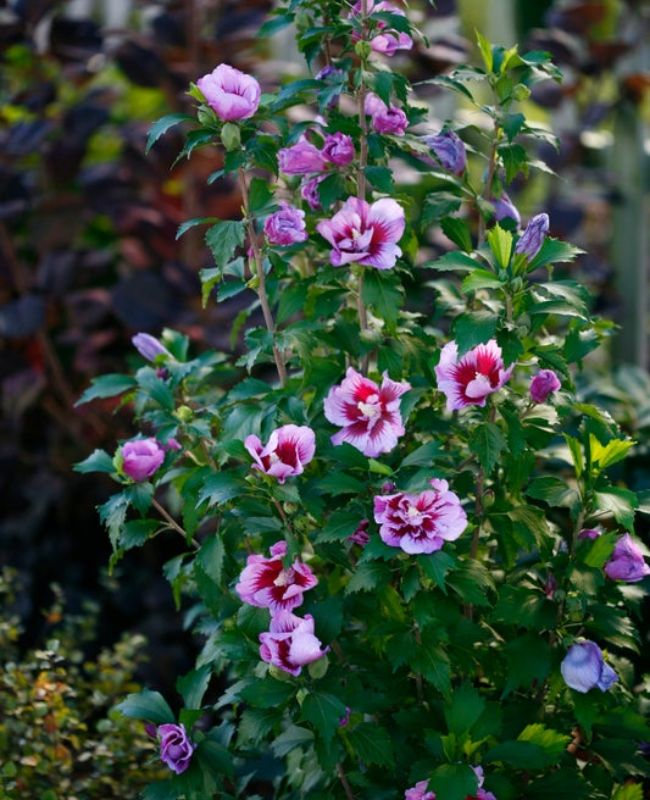 Photo of Purple Pillar® Rose of Sharon