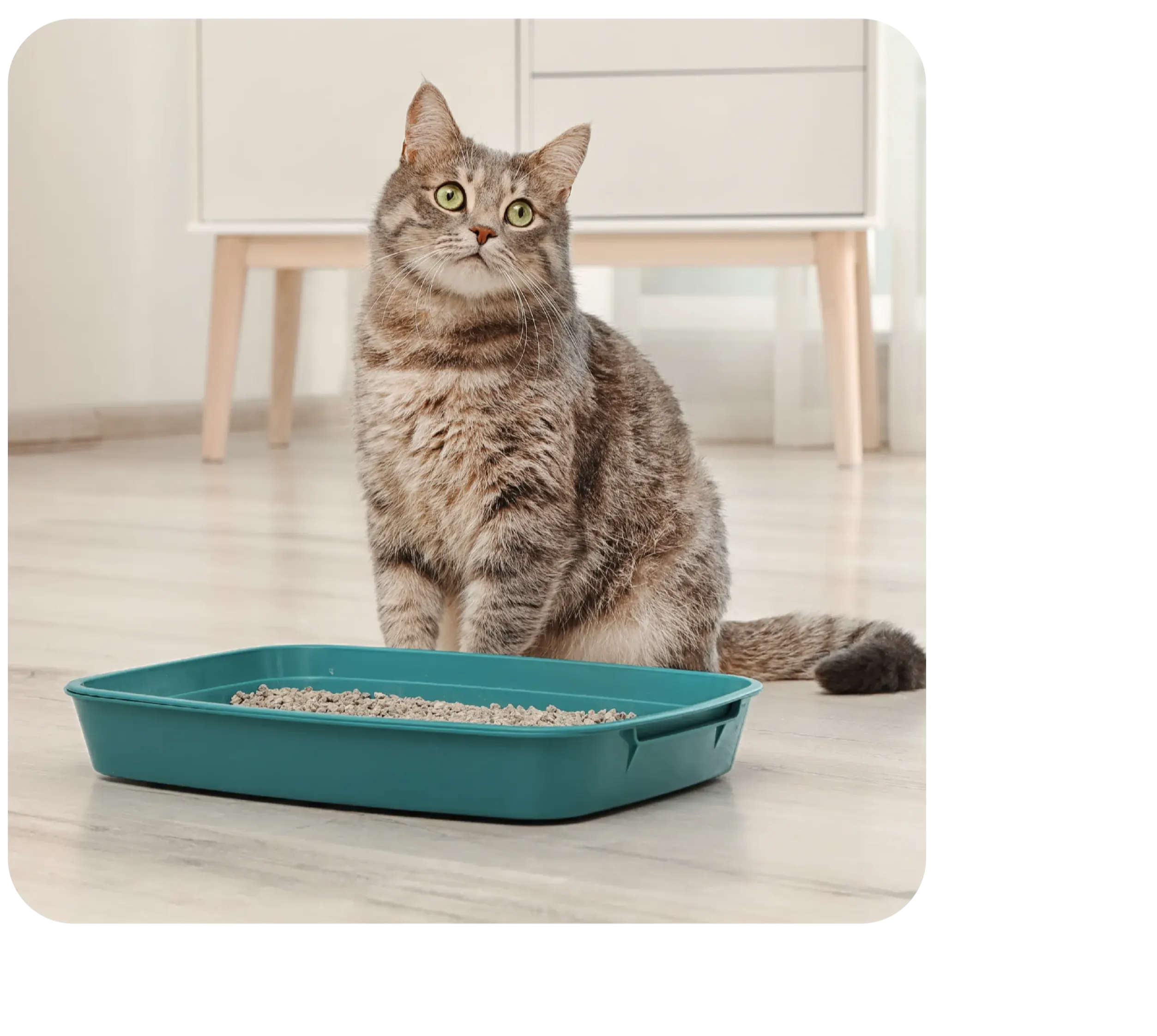 A grey stripped cat looking up at you sitting behind a green  cat litter box 