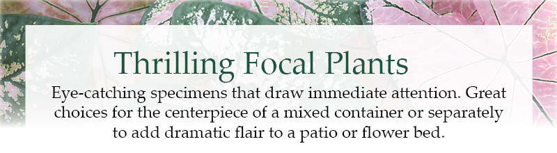 Thrilling Focal Plants: Eye-catching specimens that draw immediate attention. Great choices for the centerpiece of a mixed container or separately to add dramatic flair to a patio or flower bed.