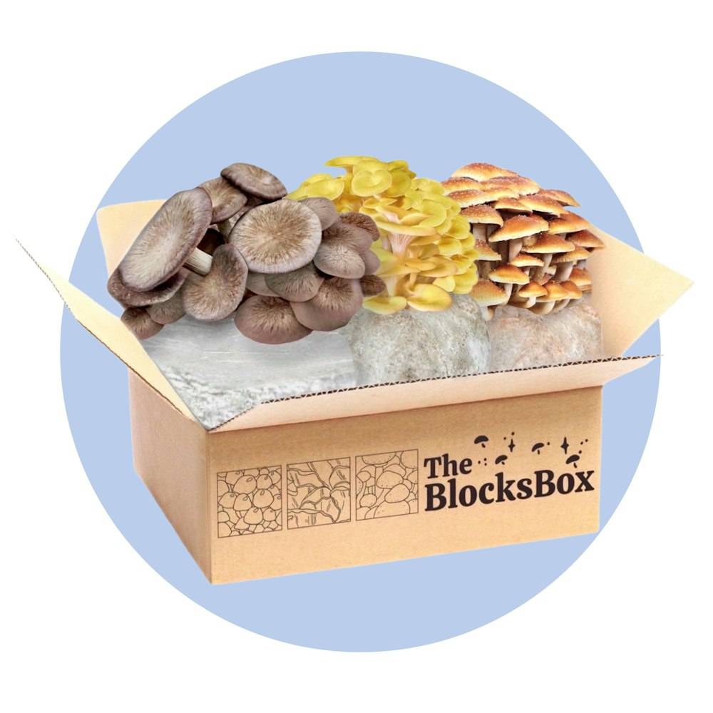 BlocksBox Sale