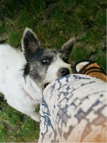 A teenage dog nipping at a person's leg
