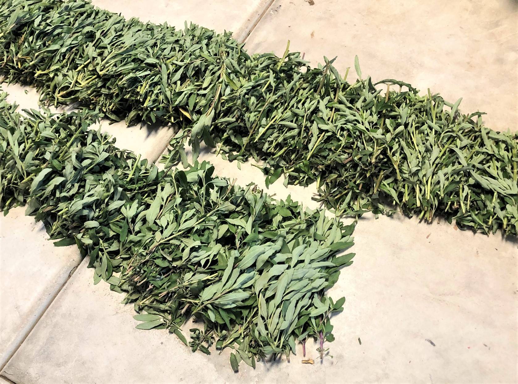 High Quality Organics Express dried sage on the concrete