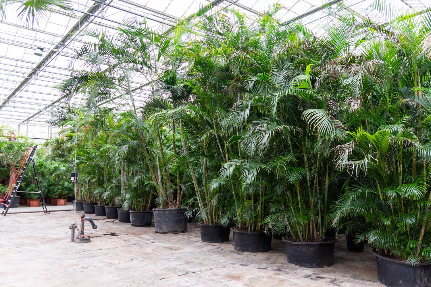 le sourcing et la traçabilité des plantes vertes Akagreen