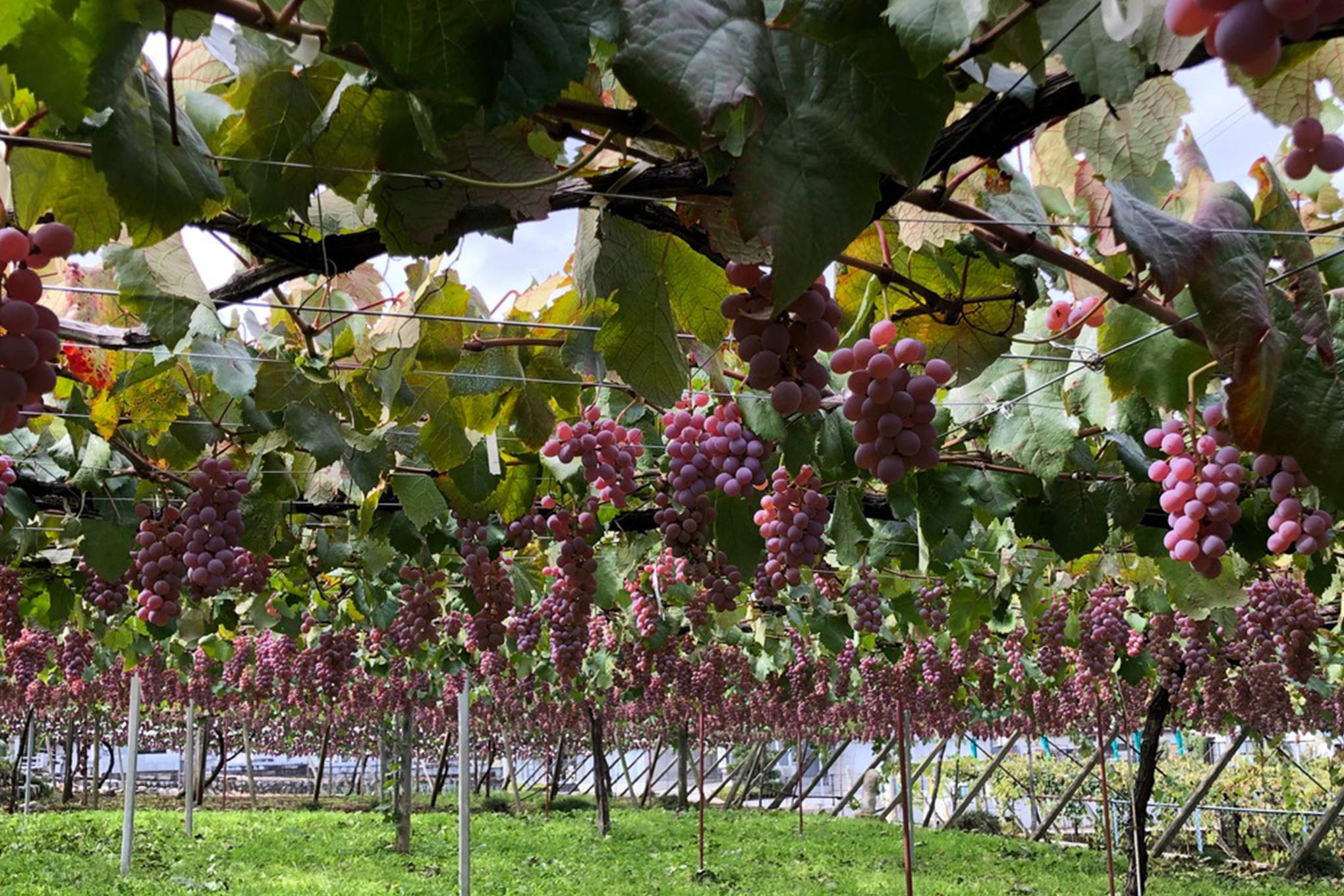 日本最古のブドウ栽培好適地を擁する『シャトー勝沼』。市場には出回らない、限定スパークリングワインとは？