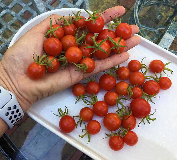Susan's cherry tomatoes
