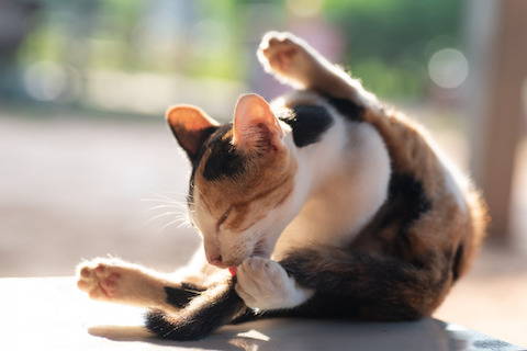 Cat hairball symptoms: Cats who overgroom themselves may indicate cat anxiety or allergies.
