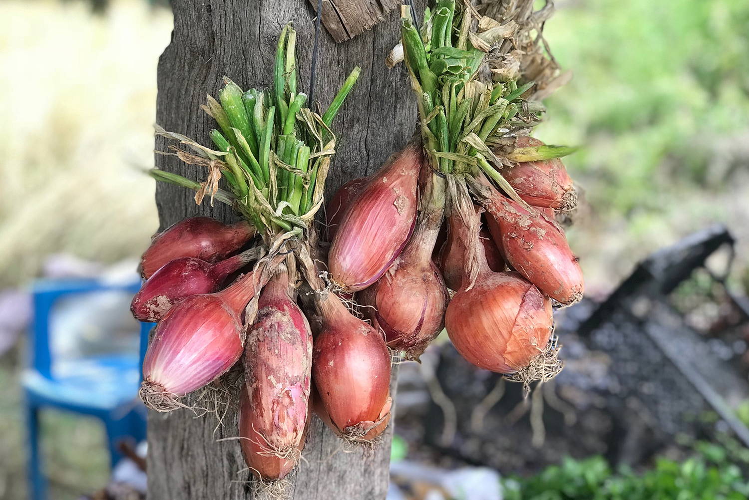 onions and shallots