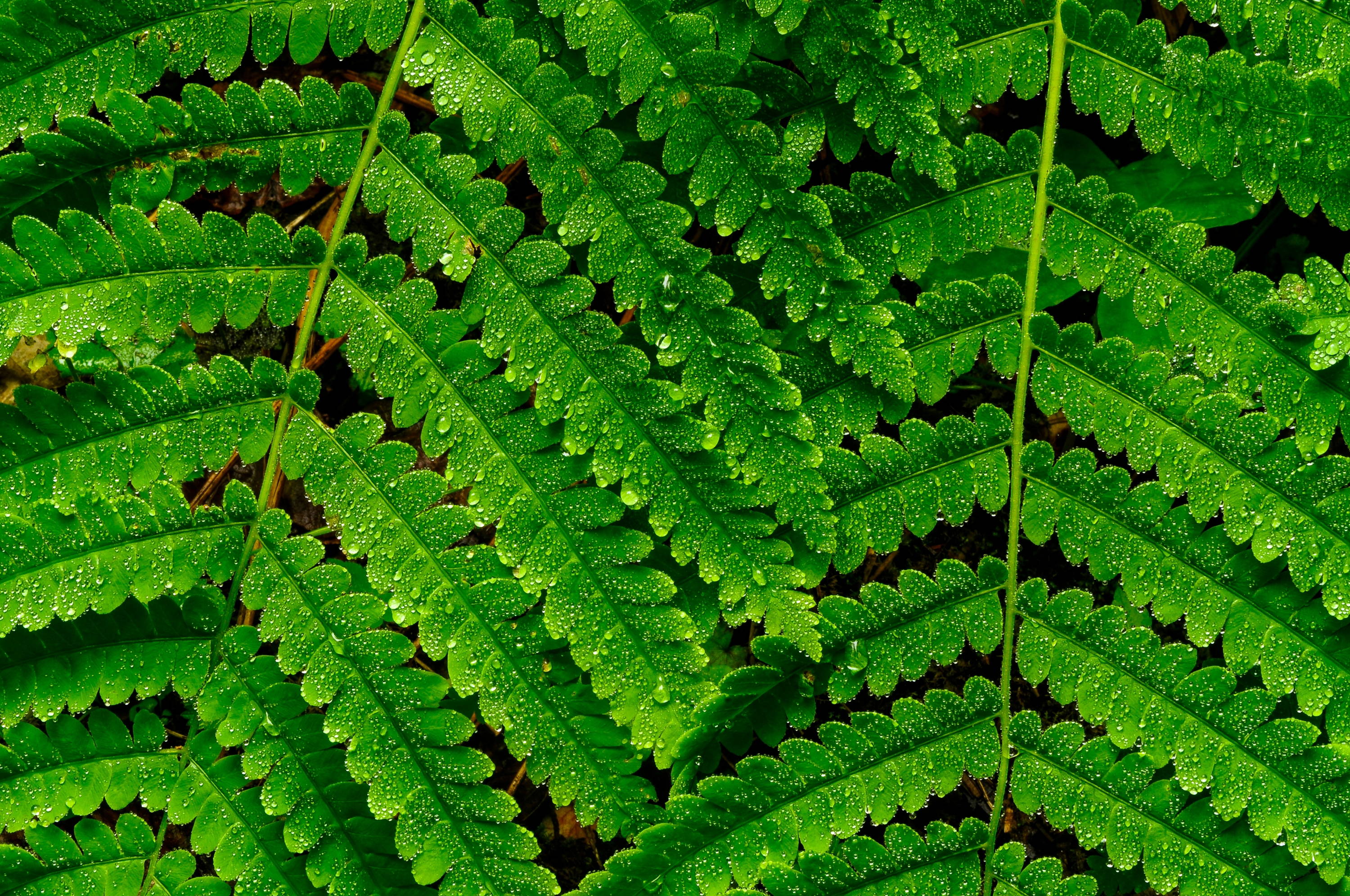 hay scented ferns