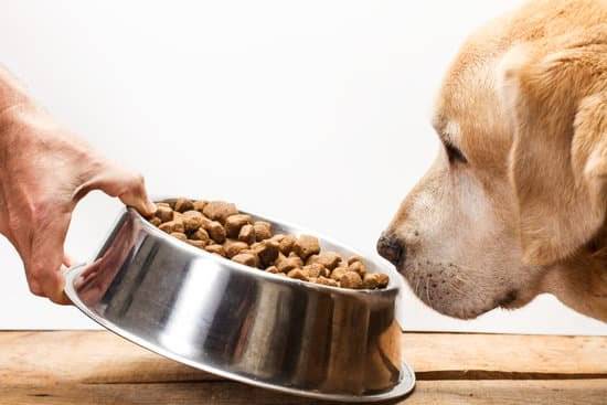 Yellow Lab Being Fed Out Of A Stainless Steel Bowl